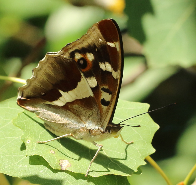 Apatura iris - nagy színjátszólepke