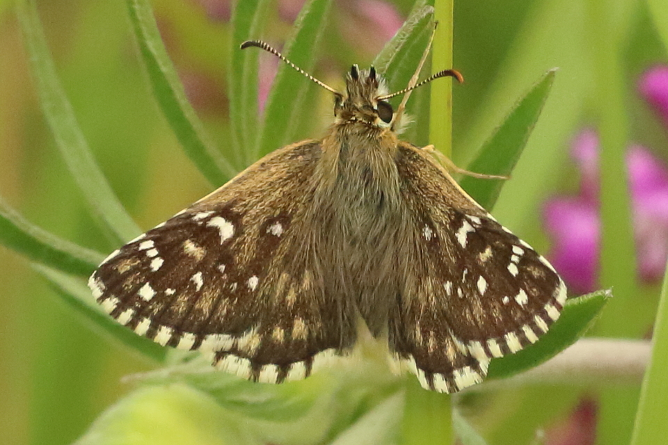 Pyrgus armoricanus - feles busalepke