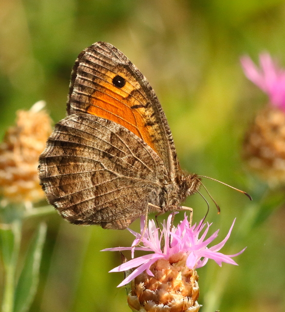 Arethusana arethusa - közönséges szemeslepke