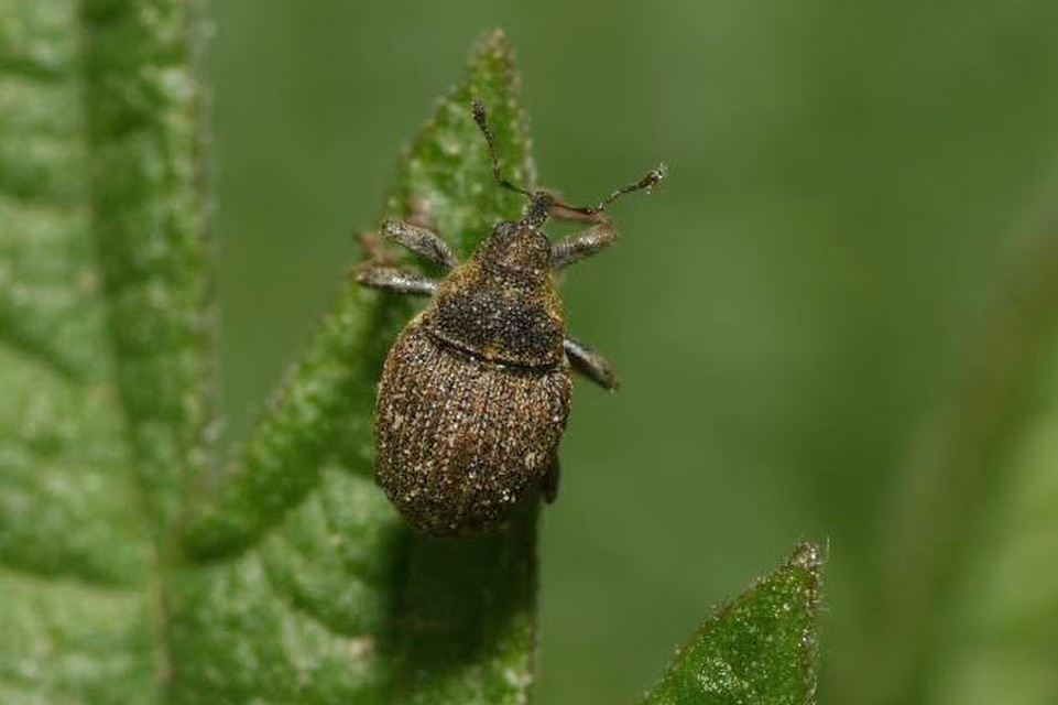 Nedyus quadrimaculatus - közönséges csalánormányos