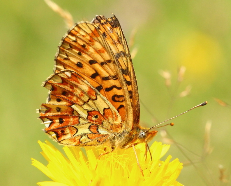 Boloria euphrosyne - árvácska-gyöngyházlepke