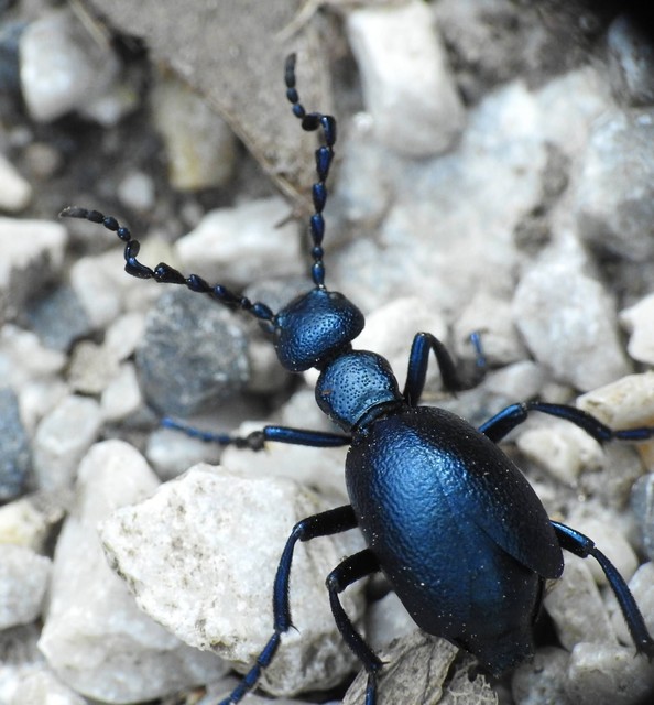 Meloe violaceus - kék nünüke