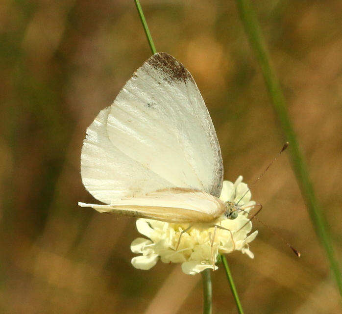 Pieris ergane - sziklai fehérlepke