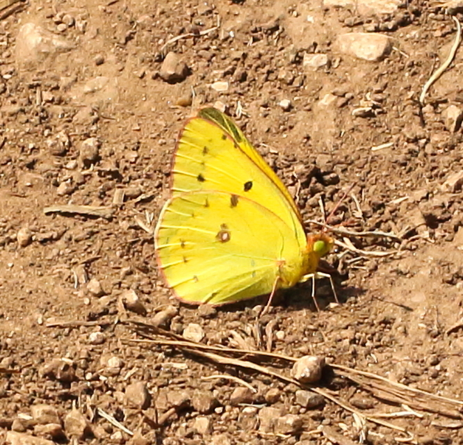 Colias chrysotheme - dolomit-kéneslepke
