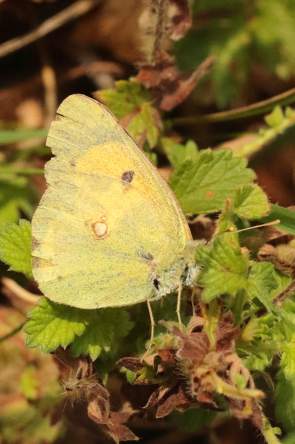 Colias chrysotheme - dolomit-kéneslepke