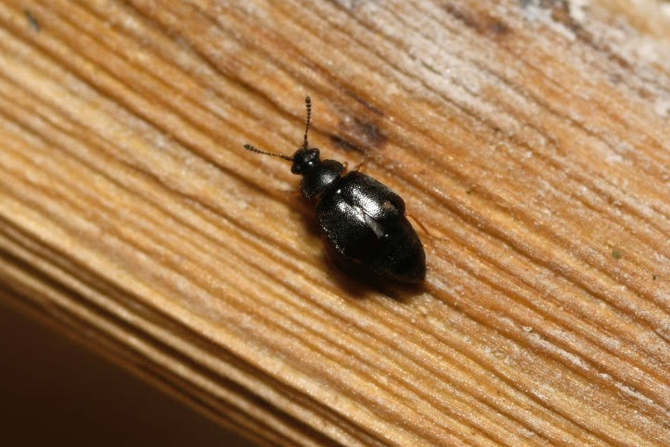 Proteinus