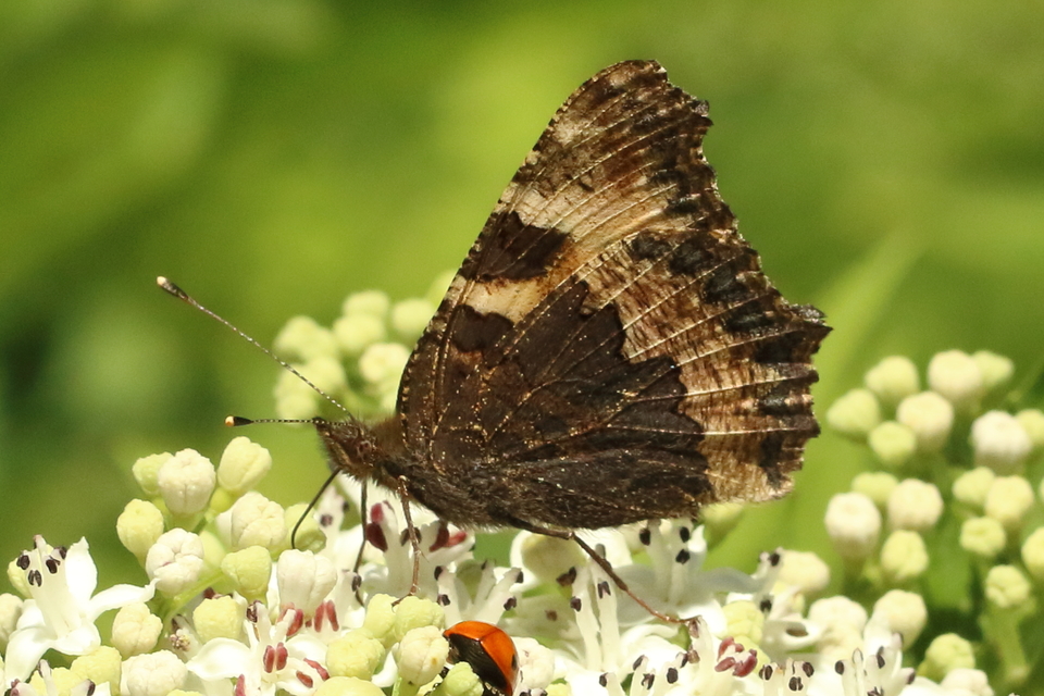 Nymphalis urticae - kis rókalepke