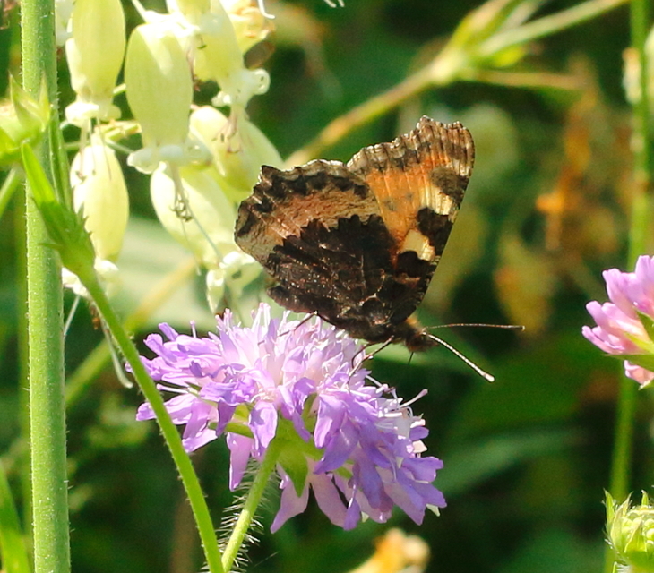 Nymphalis urticae - kis rókalepke