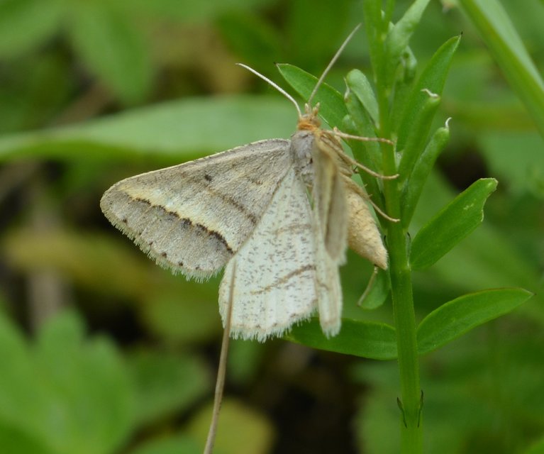 Tephrina arenacearia - lucerna-araszoló