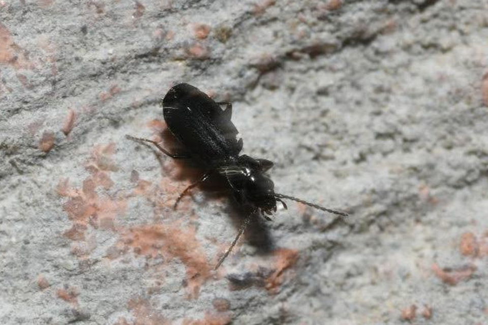 Microlestes minutulus - közönséges parányfutó