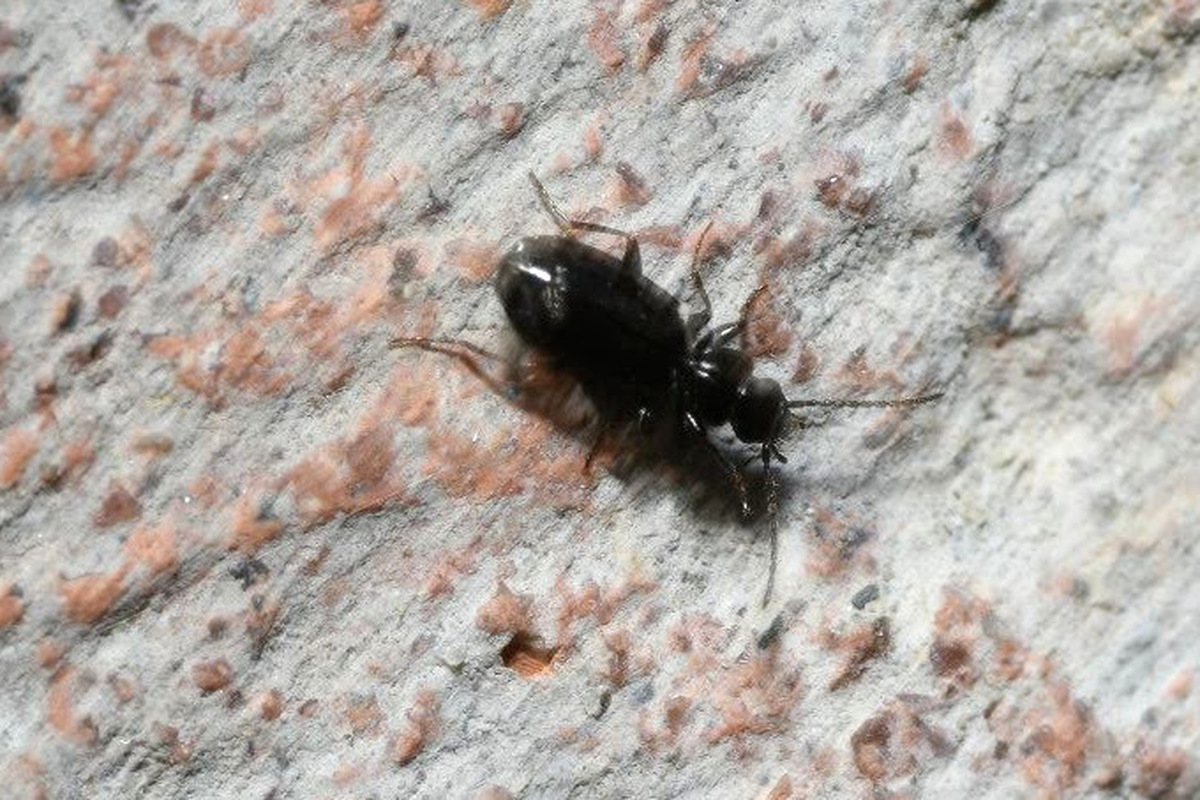 Microlestes minutulus - közönséges parányfutó