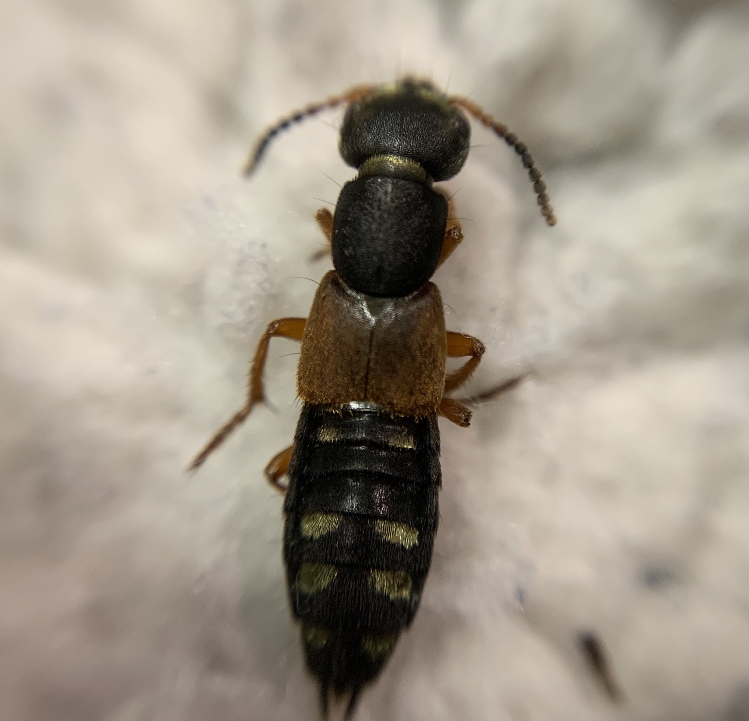 Staphylinus erythropterus - aranypajzsú holyva
