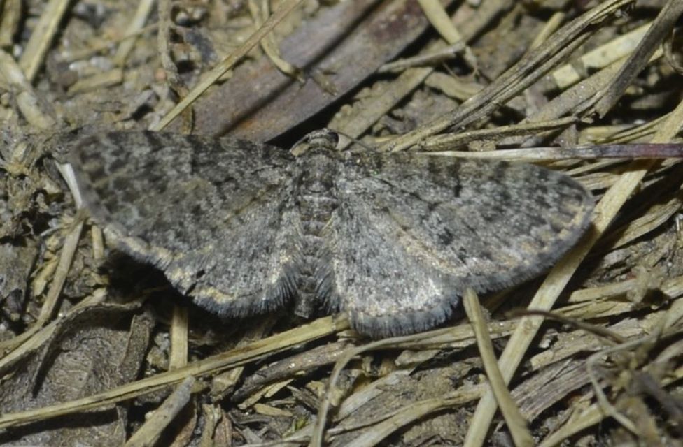 Eupithecia dodoneata - tölgy-törpearaszoló