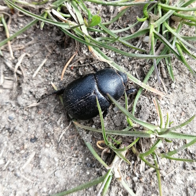 Pentodon idiota - butabogár