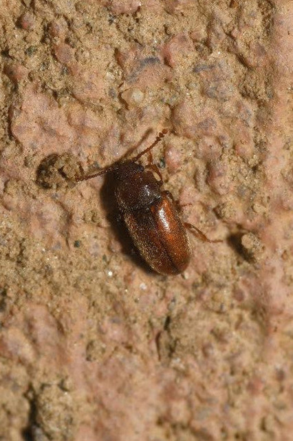 Cryptophagidae - penészbogárfélék