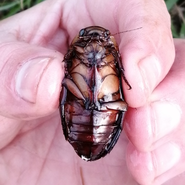 Dytiscus dimidiatus - tompacsípős csíkbogár