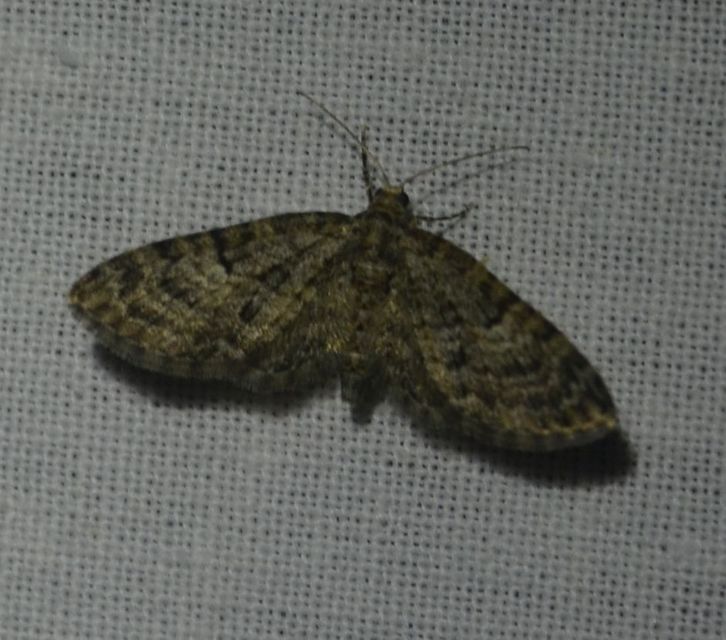 Eupithecia dodoneata - tölgy-törpearaszoló