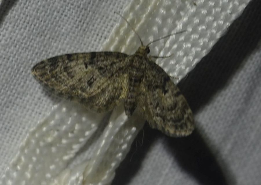 Eupithecia dodoneata - tölgy-törpearaszoló
