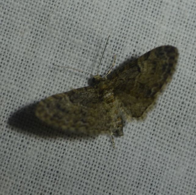 Eupithecia dodoneata - tölgy-törpearaszoló