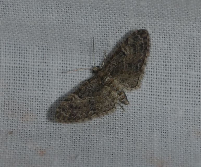 Eupithecia dodoneata - tölgy-törpearaszoló