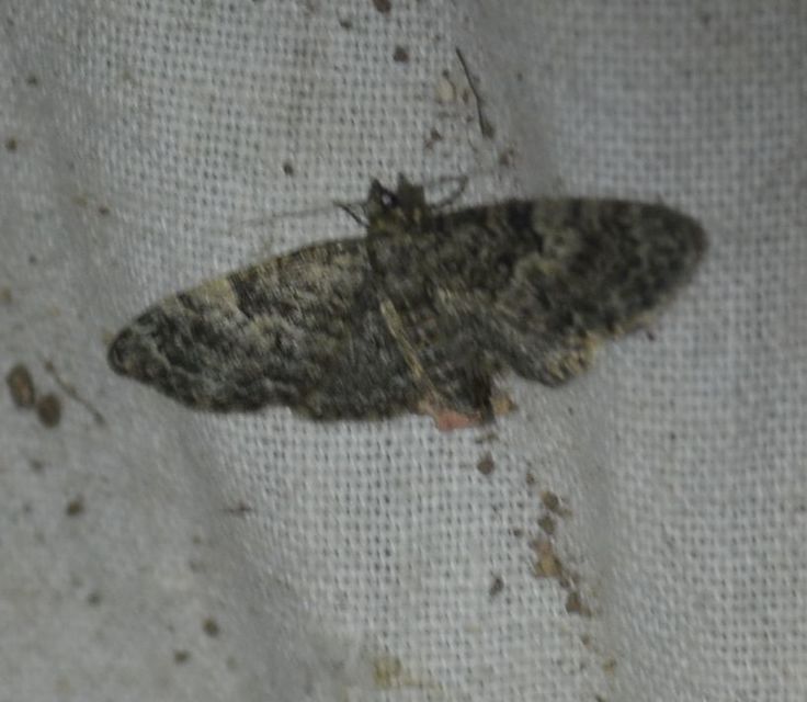 Eupithecia dodoneata - tölgy-törpearaszoló