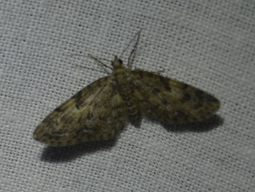 Eupithecia dodoneata - tölgy-törpearaszoló