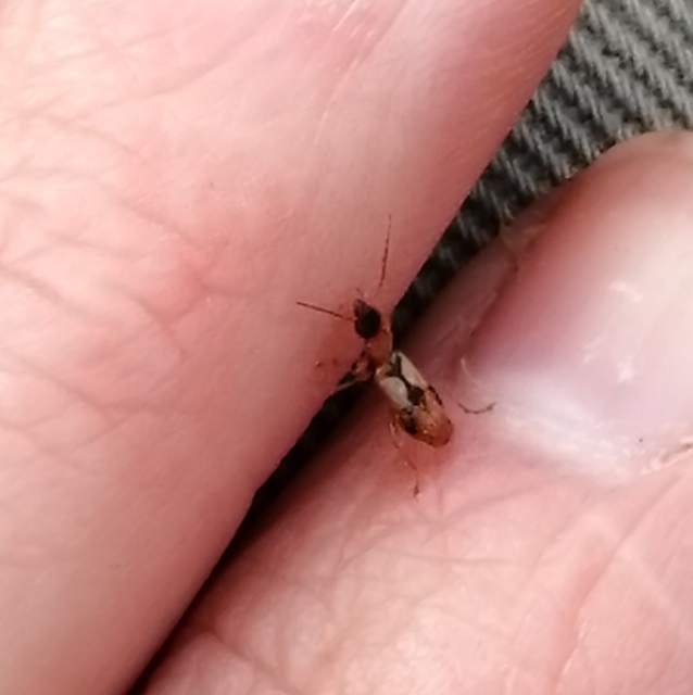 Demetrias imperialis - háromfoltos nádfutó