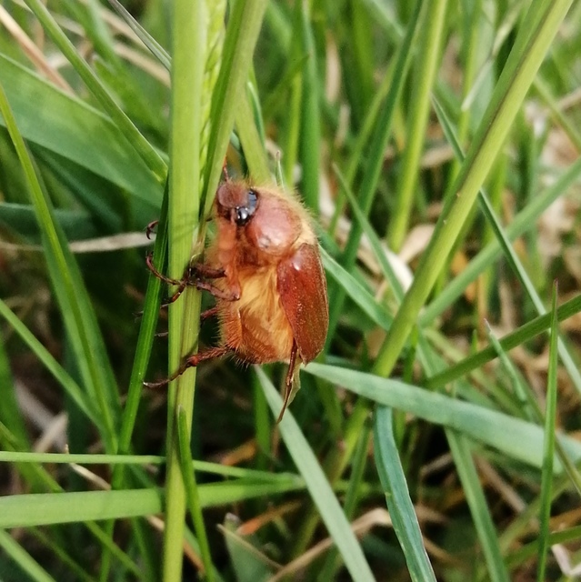 Holochelus aequinoctialis - tavaszeleji cserebogár