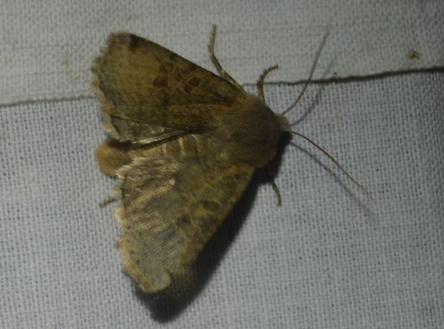 Conistra veronicae - veronika-őszibagoly