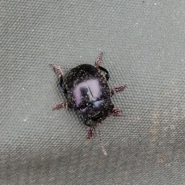 Chrysolina sturmi - vöröslábú levelész