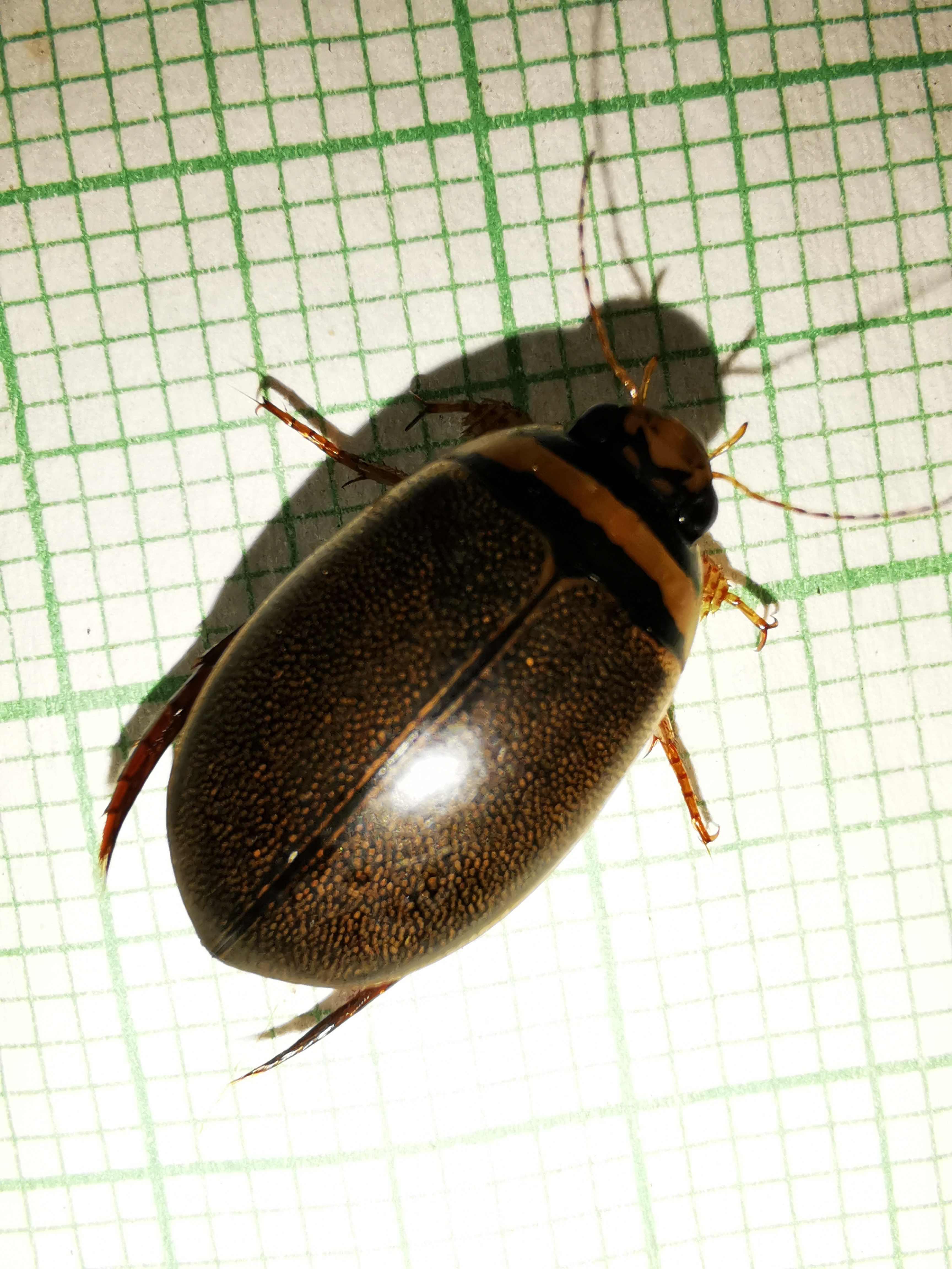 Graphoderus austriacus - kis tavicsíkbogár