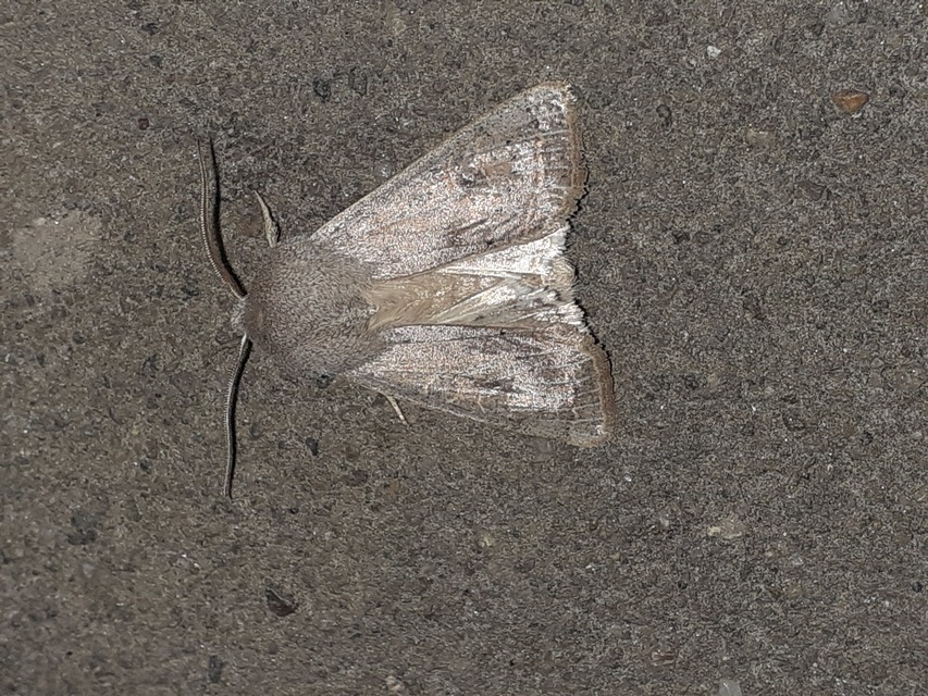 Orthosia gracilis - karcsú barkabagoly