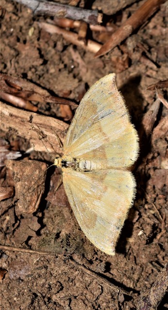 Watsonalla cultraria - bükkfa-sarlósszövő