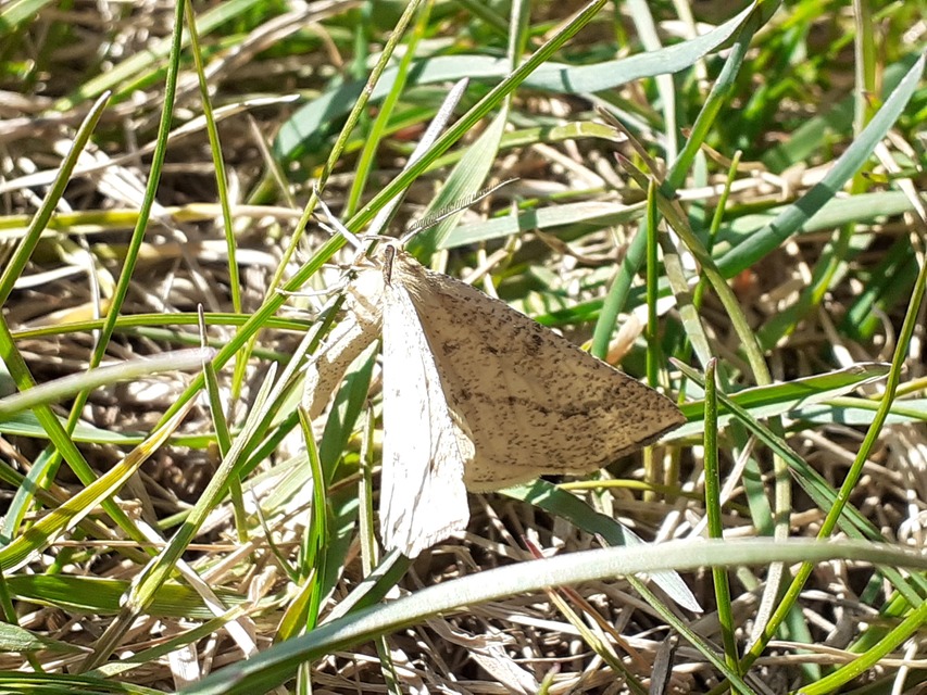 Hypoxystis pluviaria - hegyesszárnyú lápiaraszoló