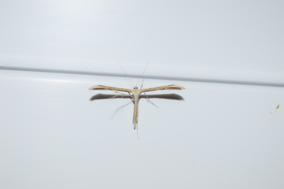 Emmelina monodactyla/argoteles