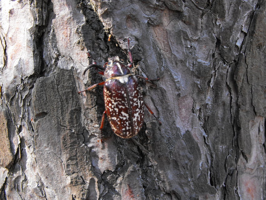 Polyphylla fullo - csapó cserebogár
