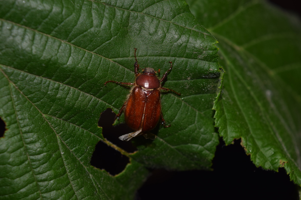 Holochelus aequinoctialis - tavaszeleji cserebogár
