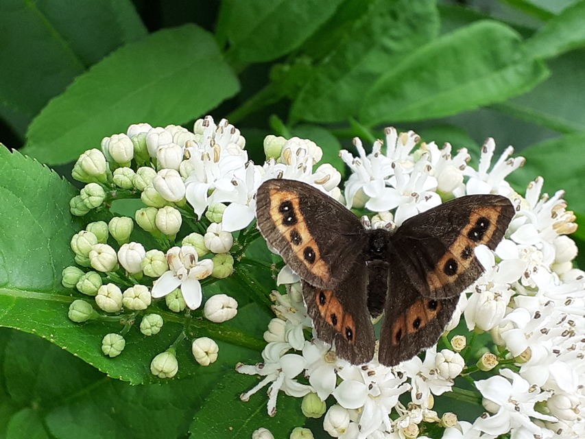 Erebia ligea - fehércsíkú szerecsenlepke