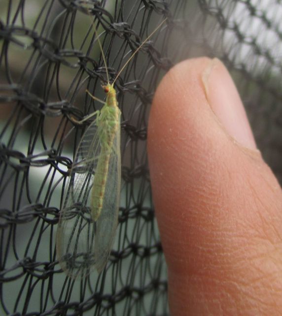 Chrysopidae - zöldfátyolkák