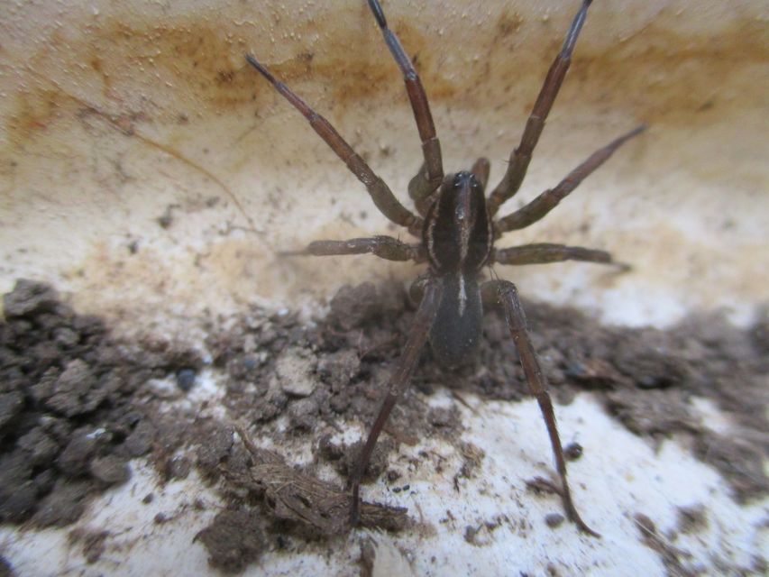 Trochosa