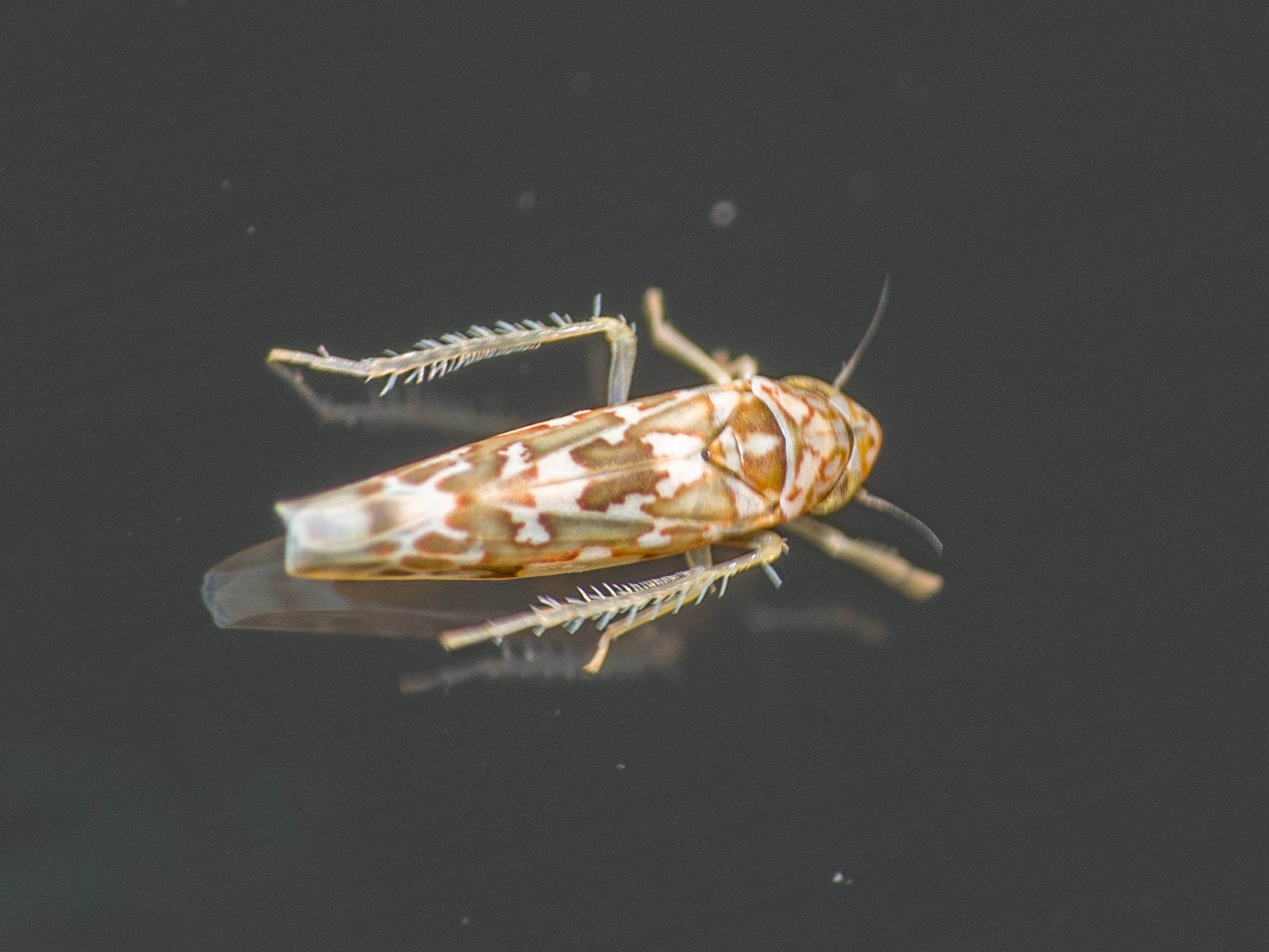 Tautoneura polymitusa
