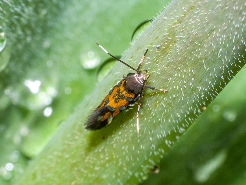 Pancalia leuwenhoekella - feketecsápú ibolyamoly