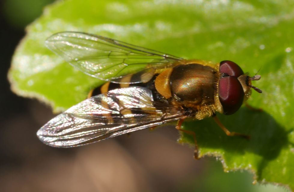 Syrphus