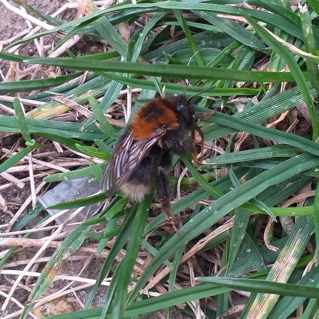 Bombus hypnorum - mohás poszméh