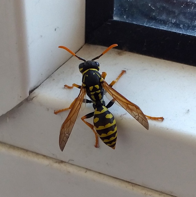 Polistes dominulus - déli papírdarázs