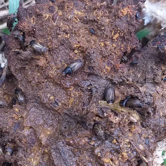 Aphodius prodromus - sárgalábú trágyabogár