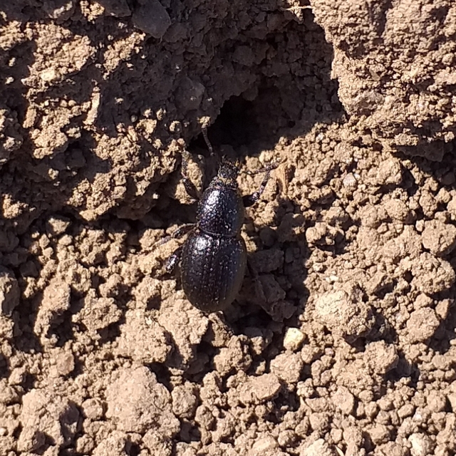 Psallidium maxillosum - fekete barkó