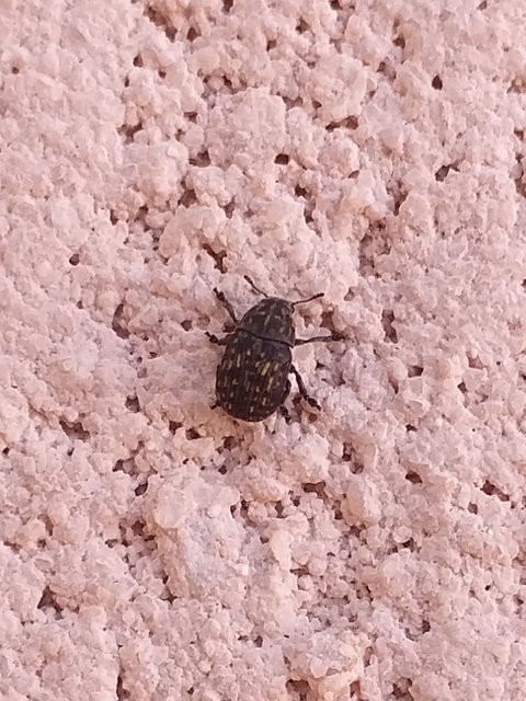 Anthribus nebulosus - ködfoltos pajzstetvész-orrosbogár