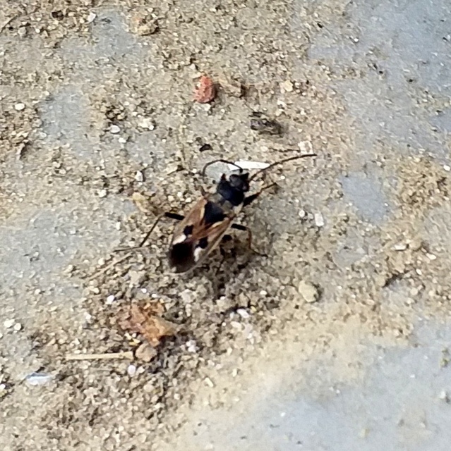 Rhyparochromus vulgaris - közönséges díszesbodobács