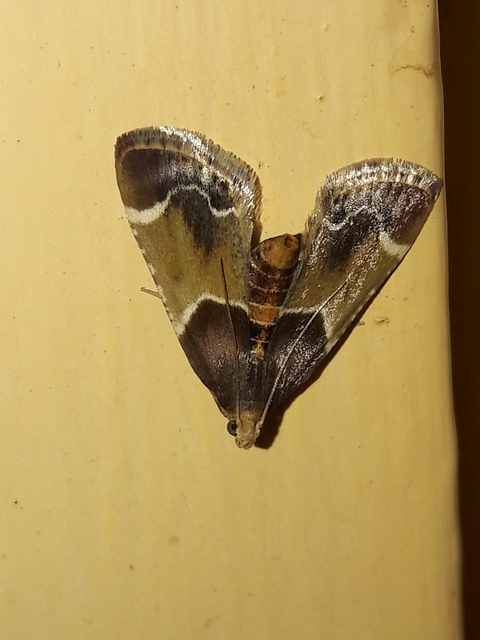 Pyralis farinalis - lisztilonca